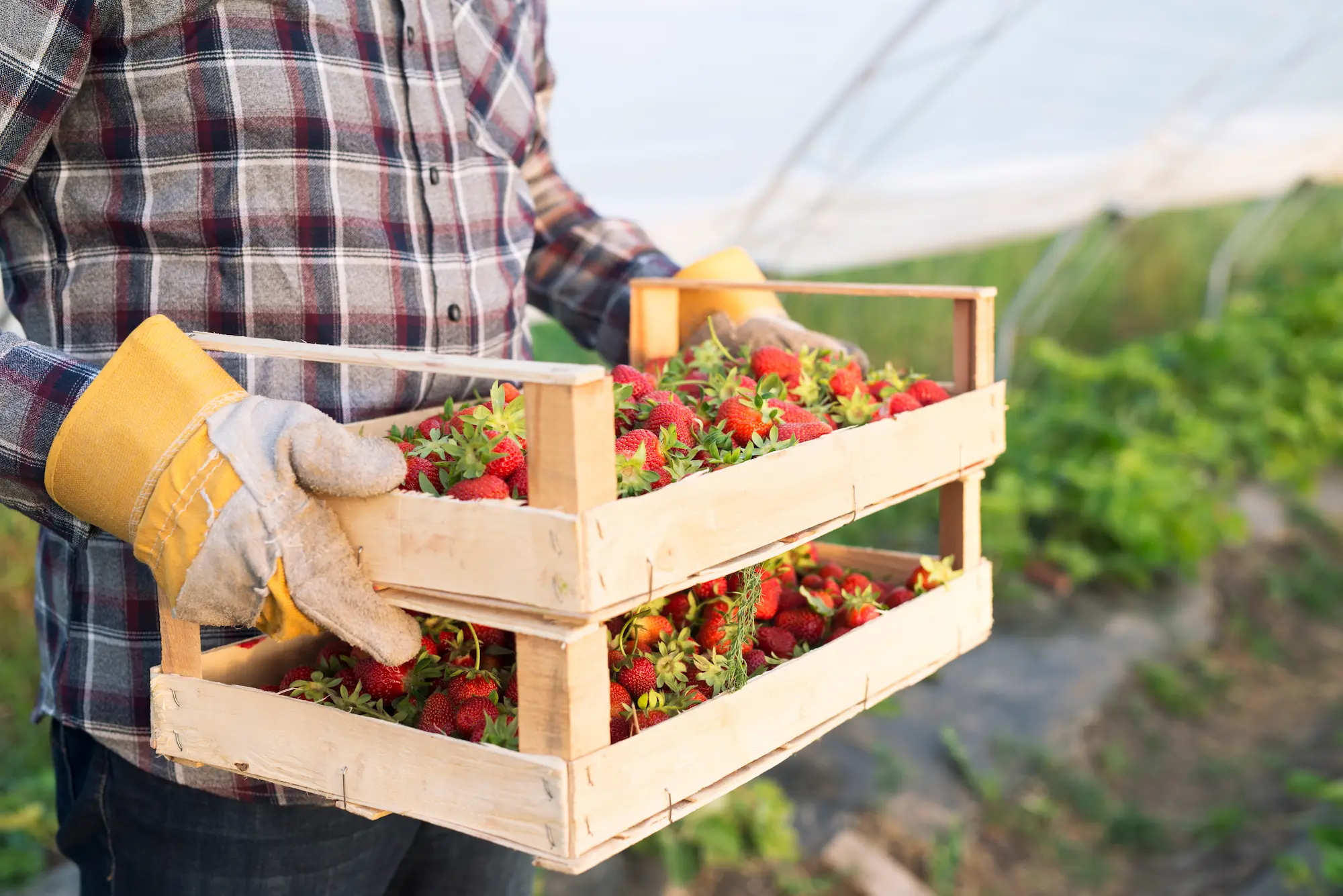 unrecognizable-farmer-casual-clothing-carrying-crate-full-freshly-harvested-strawberries